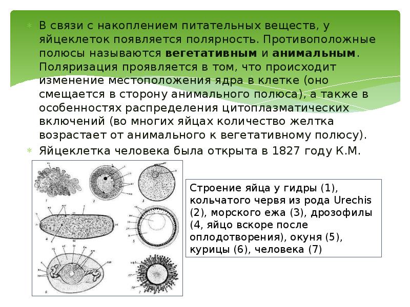 В связи с накоплением питательных веществ, у яйцеклеток появляется полярность. Противоположные В связи с накоплением питательных веществ, у яйцеклеток появляется полярность. Противоположные
