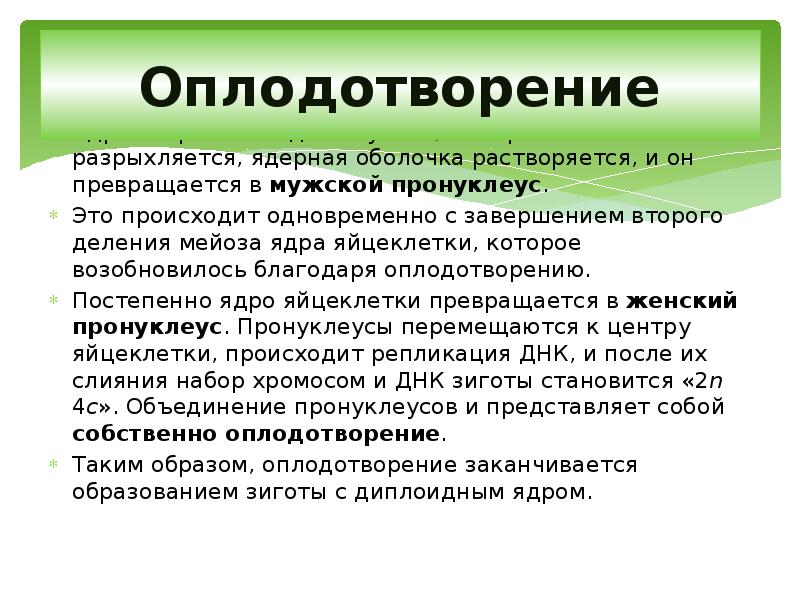 Оплодотворение
Ядро сперматозоида набухает, его хроматин разрыхляется, ядерная оболочка растворяется, и Оплодотворение
Ядро сперматозоида набухает, его хроматин разрыхляется, ядерная оболочка растворяется, и