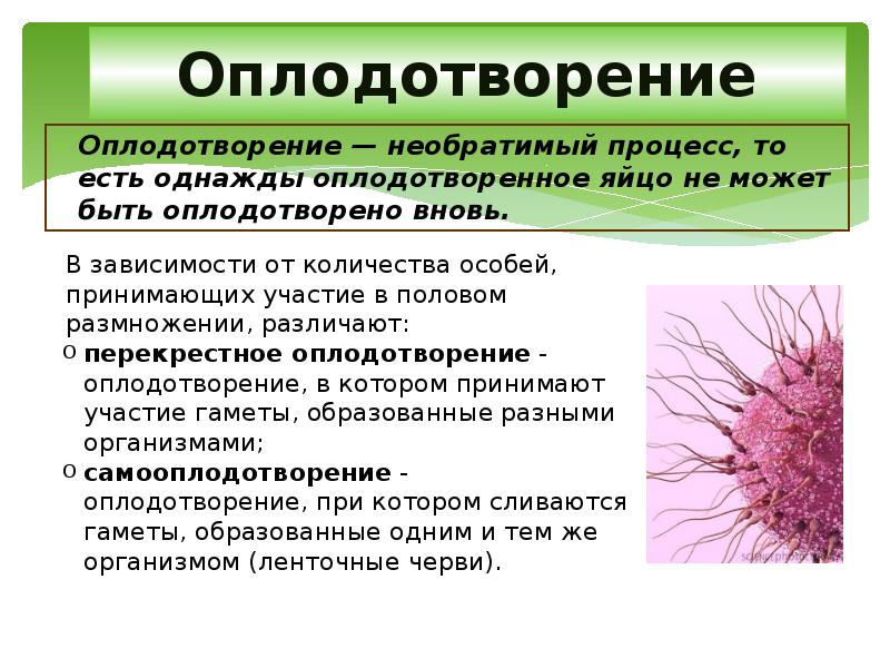 Оплодотворение
Оплодотворение — необратимый процесс, то есть однажды оплодотворенное яйцо не Оплодотворение
Оплодотворение — необратимый процесс, то есть однажды оплодотворенное яйцо не