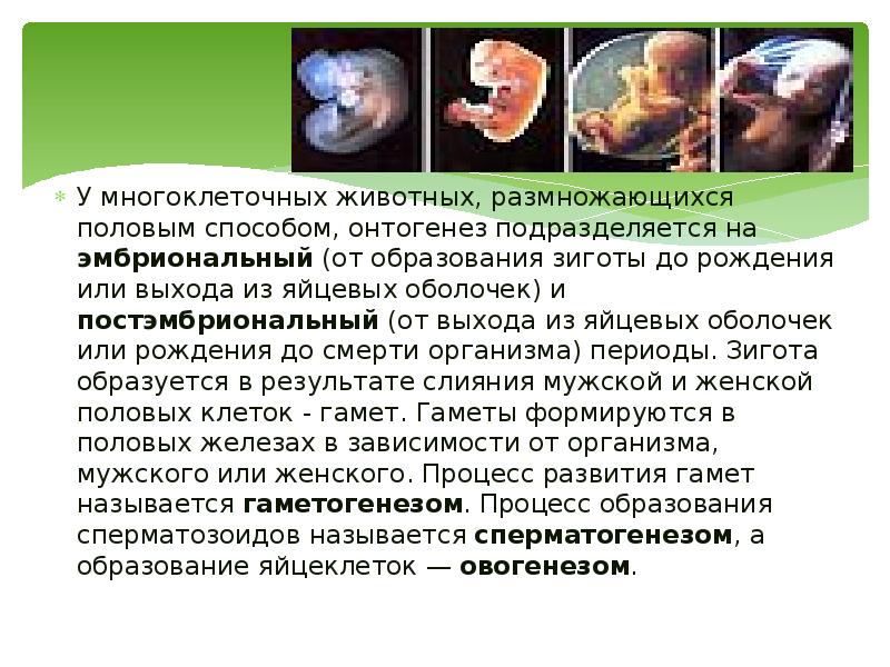 У многоклеточных животных, размножающихся половым способом, онтогенез подразделяется на эмбриональный (от У многоклеточных животных, размножающихся половым способом, онтогенез подразделяется на эмбриональный (от