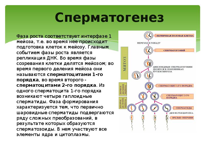 Этапы сперматогенеза. Усиленная фаза роста сперматогенез. «Периоды развития овогенеза и сперматогенеза». Стадия размножения овогенеза и сперматогенеза. Фаза созревания овогенеза.