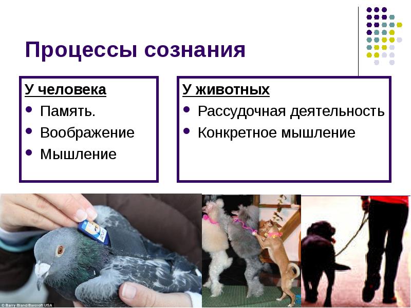 Процессы сознания У человека Память. Воображение  Мышление