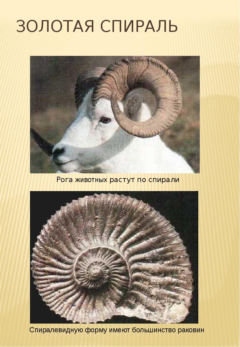 Золотая спираль Золотая спираль