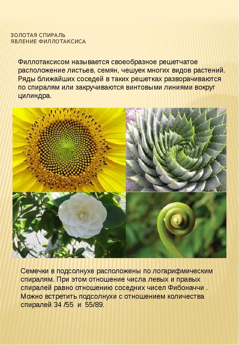 Золотая спираль Явление филлотаксиса Золотая спираль Явление филлотаксиса