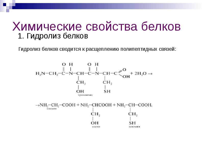 Приведите схему гидролиза белка