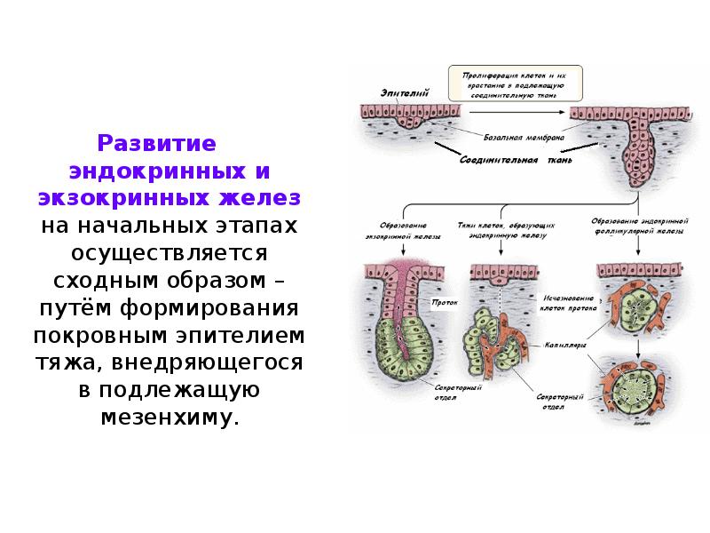 Основные группы желез. Развитие эндокринных и экзокринных желез. Источники развития железистого эпителия. Железистый эндокринный эпителий. Эндокринные железы источники развития.