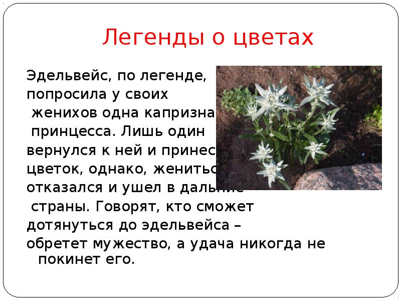 Какой тип питания характерен для эдельвейса. Легенды о цветах. Эдельвейс цветок Легенда. Мифы и легенды о цветах. Эдельвейс (растение) Легенда.