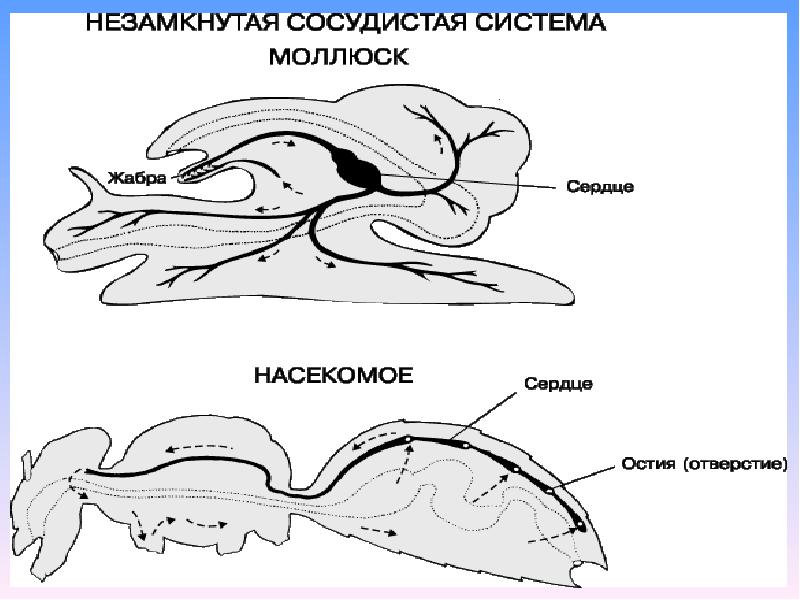 Пищеварительная система моллюсков. Кровеносная система двустворчатых моллюсков незамкнутая. Двигательная система моллюсков. Вторичные жабры моллюсков.