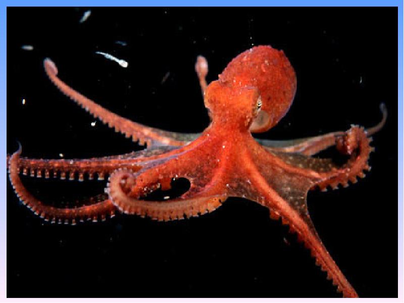 Передвижение головоногих. Головоногие моллюски осьминог. Спрут головоногий моллюск. Длиннощупальцевый осьминог. Наутилус осьминог каракатица кальмар.
