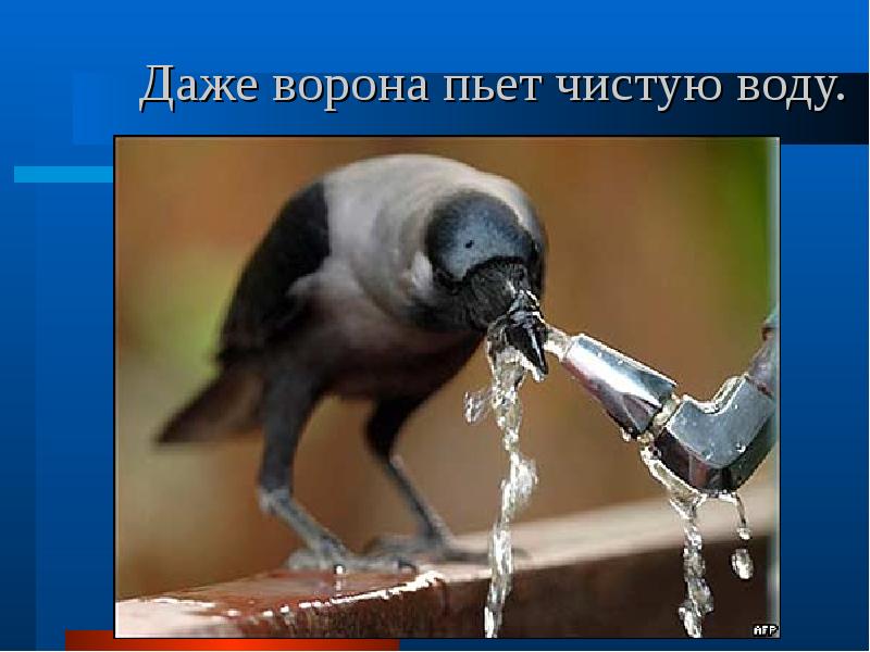 Даже ворона пьет чистую воду.