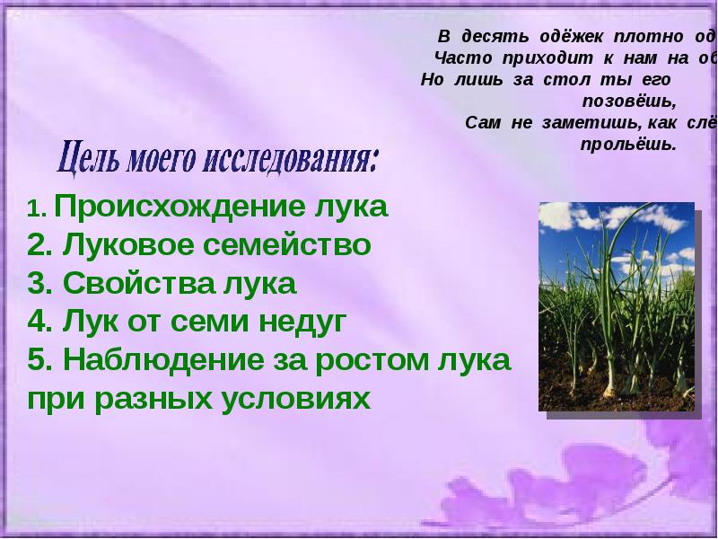 Влияние света на развитие листьев. Влияние света на рост лука проект исследование. Влияние света на развитие листьев лука. Влияние солнечного света на листья лука. Влияние света на рост листьев лука.