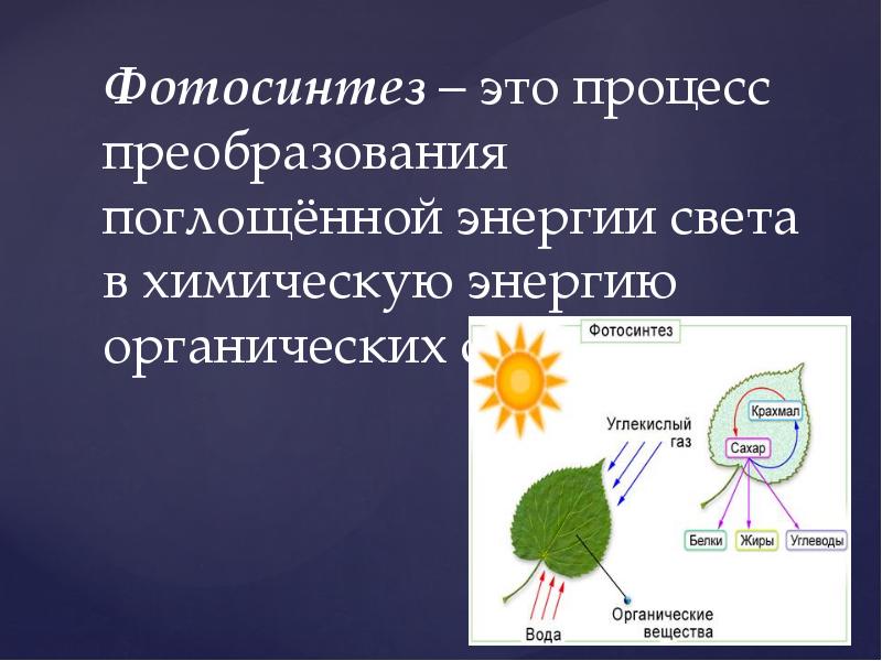 Фотосинтез презентация 6 класс