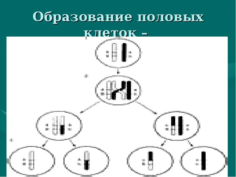 Опыты моргана презентация