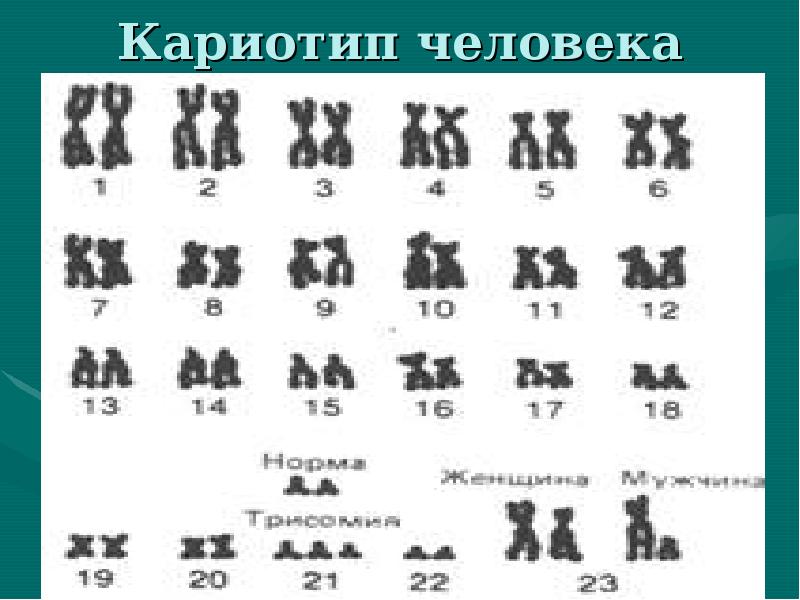 Понятие о кариотипе презентация