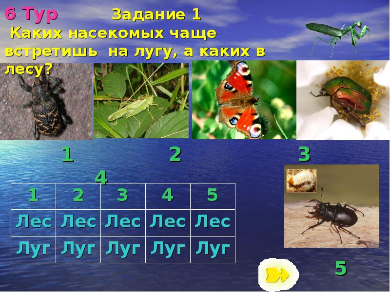 6 Тур     Задание 1  Каких насекомых