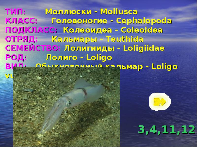 ТИП:    Моллюски - Mollusca КЛАСС:   Головоногие