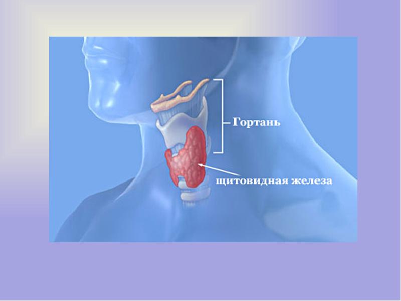 Где находится щитовидная железа у мужчин фото в организме человека