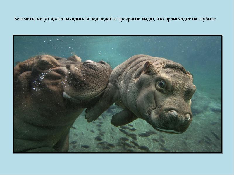 Бегемоты могут долго находиться под водой и прекрасно видят, что происходит