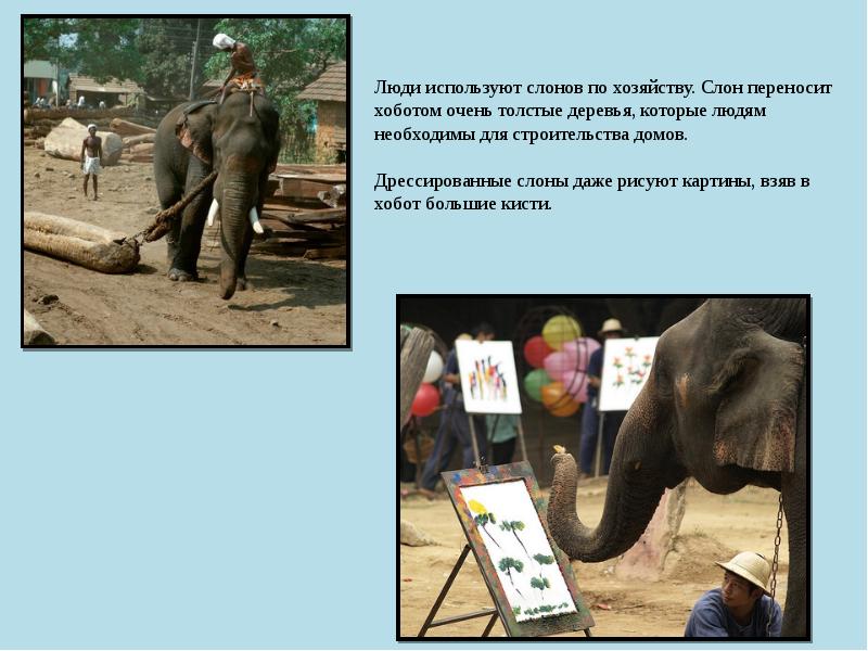 Люди используют слонов по хозяйству. Слон переносит хоботом очень толстые деревья,
