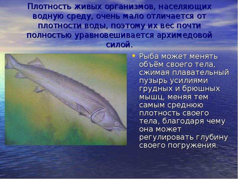 Плотность живых организмов, населяющих водную среду, очень мало отличается от плотности Плотность живых организмов, населяющих водную среду, очень мало отличается от плотности