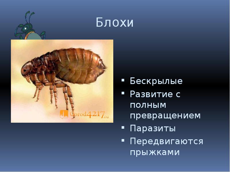 Тип развития блох. Блохи полное превращение. Метаморфоз блох. Блохи представители. Блохи насекомых превращение.