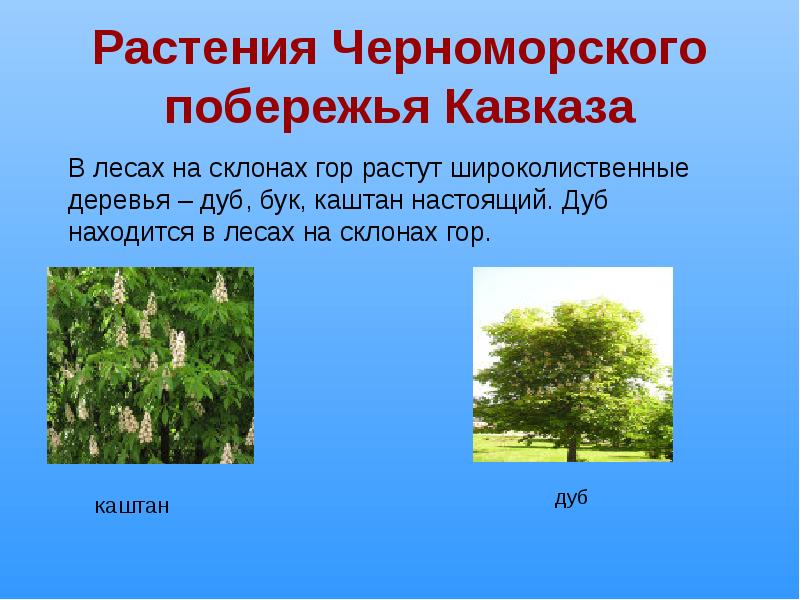 Растения Черноморского побережья Кавказа