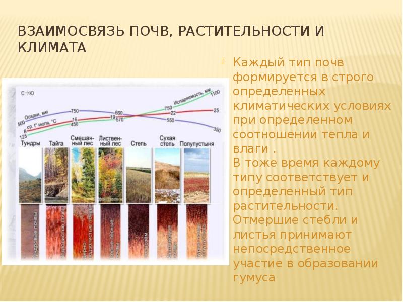 Взаимосвязь почв, растительности и климата Каждый тип почв формируется в строго