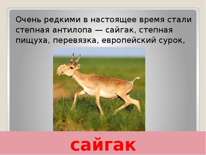 сайгак Очень редкими в настоящее время стали степная антилопа — сайгак,