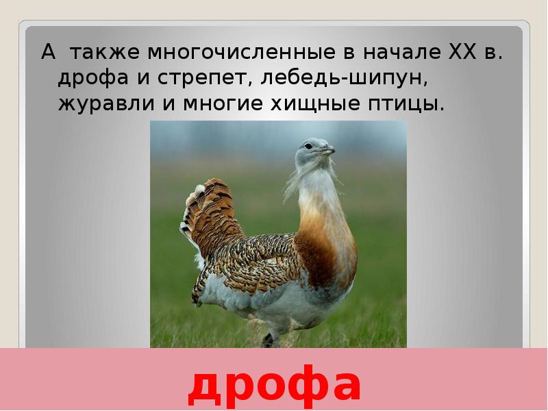 дрофа А также многочисленные в начале XX в. дрофа и стрепет,