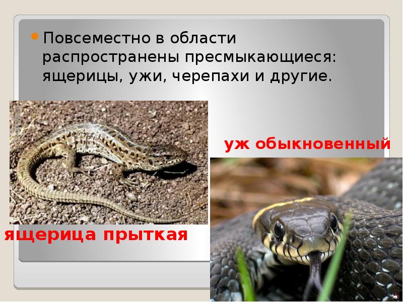 Повсеместно в области распространены пресмыкающиеся: ящерицы, ужи, черепахи и другие.