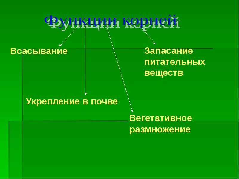 Значение корня тем. Многообразие и значение корней сообщение. Значение корней в природе. Процессуальное значение корня. Значение корней в природе и для человека.