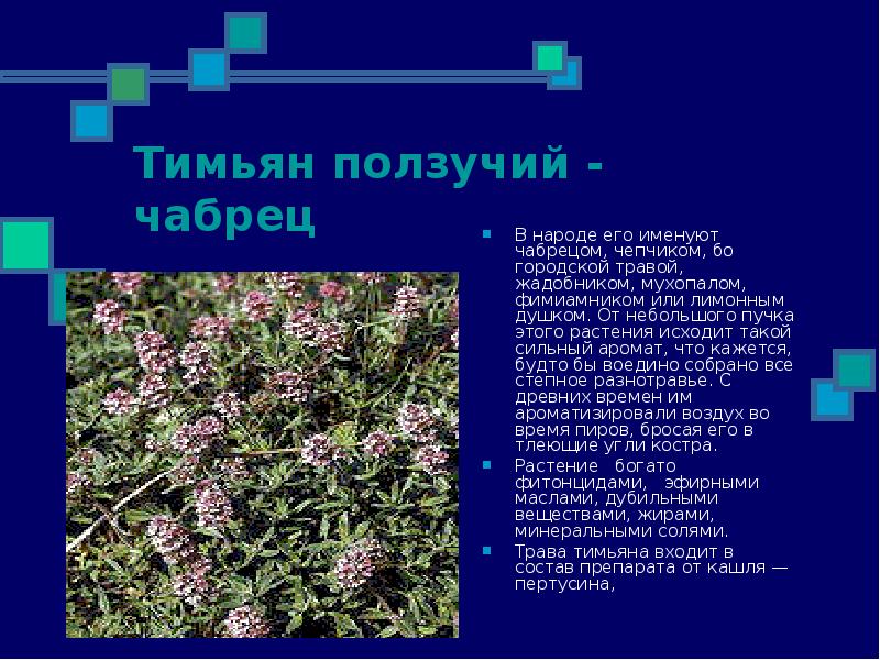 Чабрец от чего. Тимьян ползучий стебель. Чабрец тимьян ползучий описание. Чабрец доклад. Чабрец презентация.