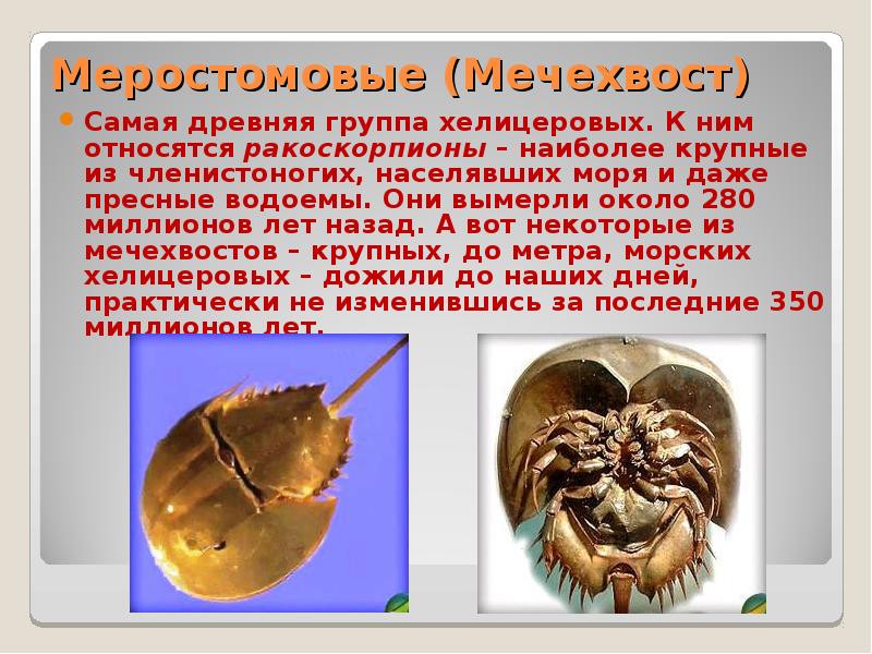 Меростомовые (Мечехвост) Самая древняя группа хелицеровых. К ним относятся ракоскорпионы –