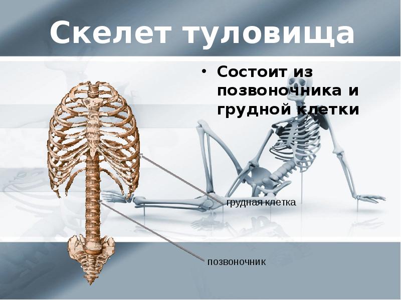 Скелет туловища грудная клетка. Скелет туловища позвоночник. Скелет позвоночника презентация.