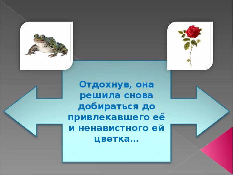 Презентация о розе и жабе и розе