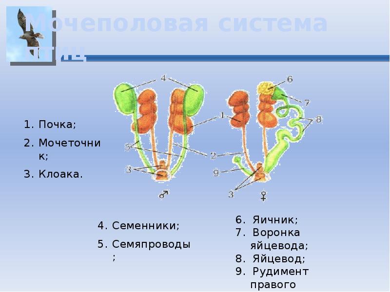 Какой орган выделительной системы отсутствует у птиц. Строение выделительной системы птиц. Выделительная система птиц. Мочеполовая система птиц схема. Строение мочеполовой системы птиц.