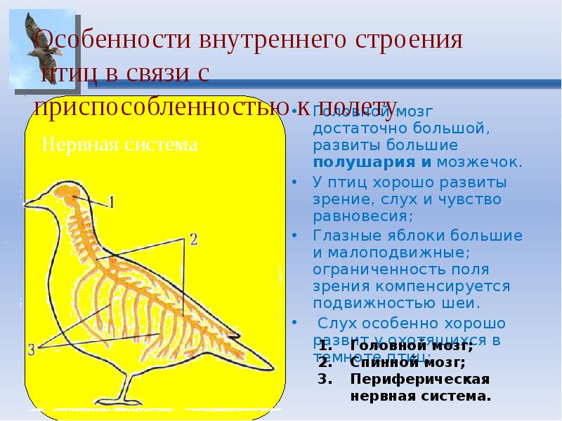 Внутреннее строение птиц 7 класс биология презентация