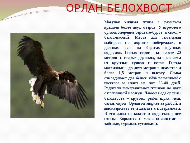 ОРЛАН-БЕЛОХВОСТ