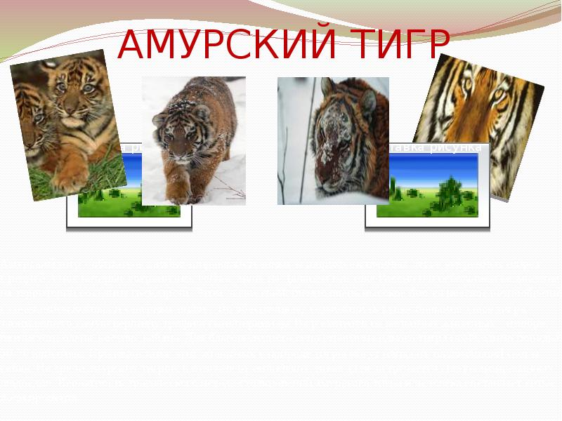 АМУРСКИЙ ТИГР