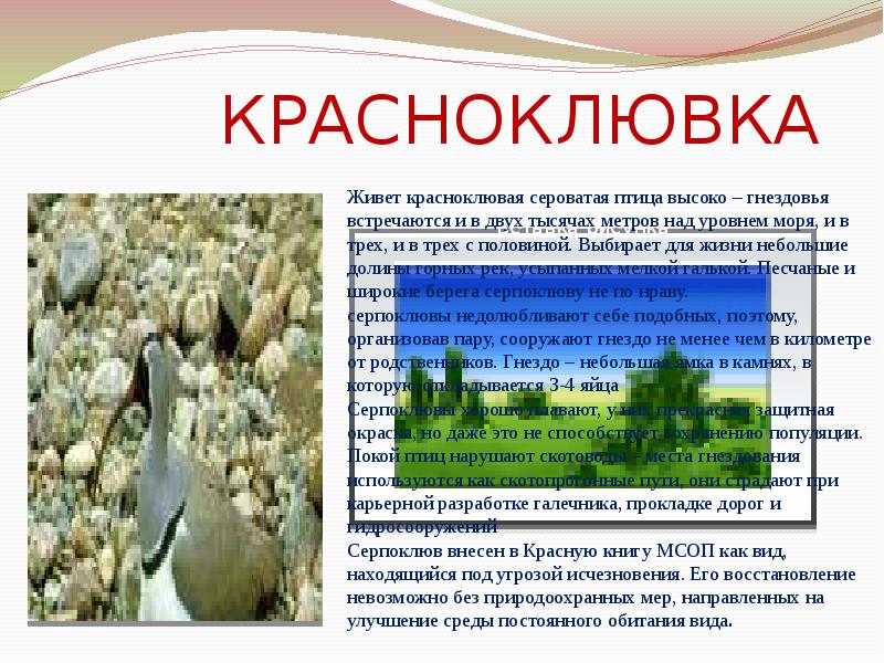 Проект красная книга или возьмем под защиту 2 класс