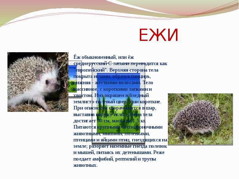 Возьмем под защиту 2 класс окружающий. Еж красная книга. Еж проект по окружающему миру 2 класс. Проект про ежика. Еж картинка с описанием.