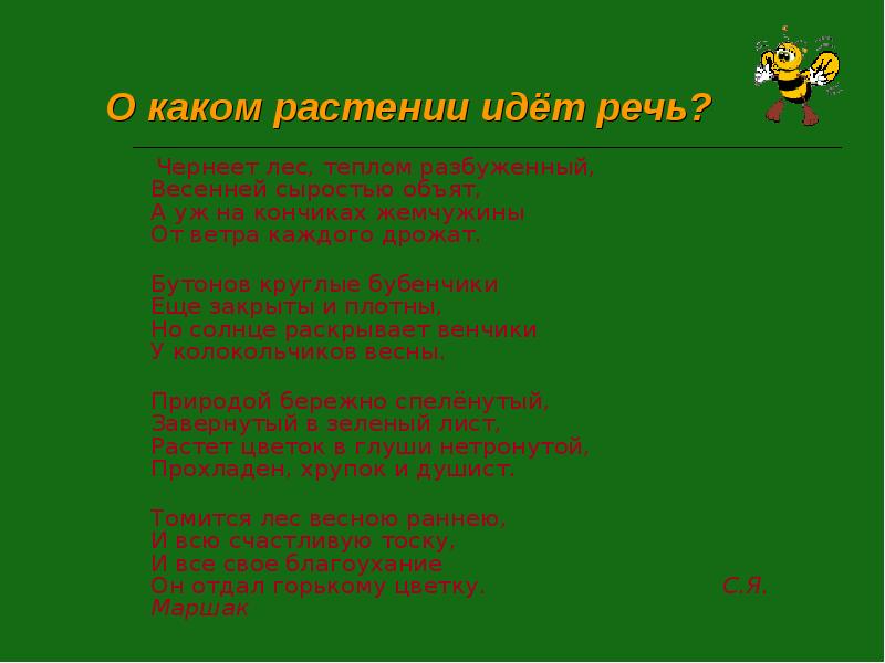 О каком цветке идет речь. О каком растении идет речь. О каком растении идёт реч. Чернеет лес теплом разбуженный. Загадка природой бережно спелёнутый.