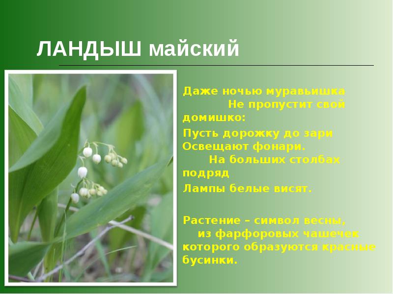 Красная книга ландыш майский презентация