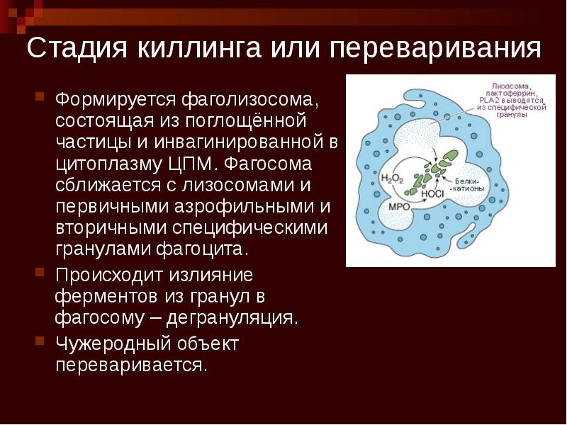 Фагоцитоз микробиология презентация