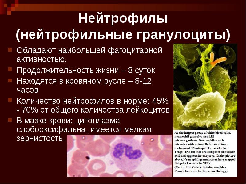 Открытие фагоцитоза презентация