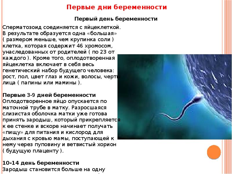 3 день беременности. Дни для беременности. Первые дни беременности. 1 День беременности.