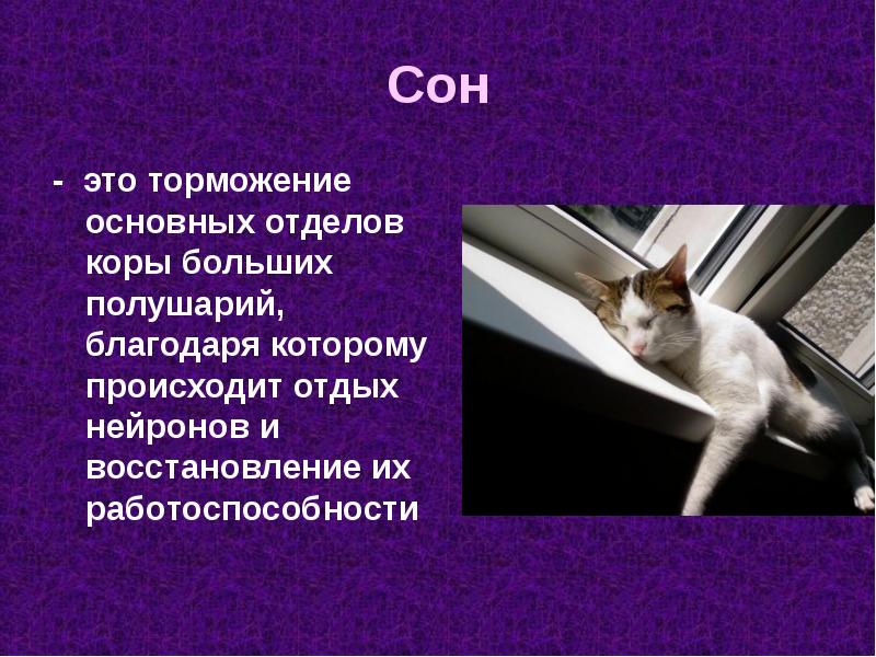 Сони сновидения проект