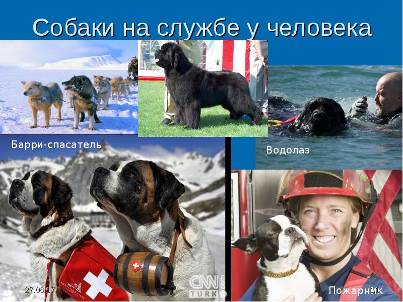 Собака и человек 1 класс. Собаки на службе у человека. Собака друг человека. Животные помощники человека. Служебные собаки спасатели.