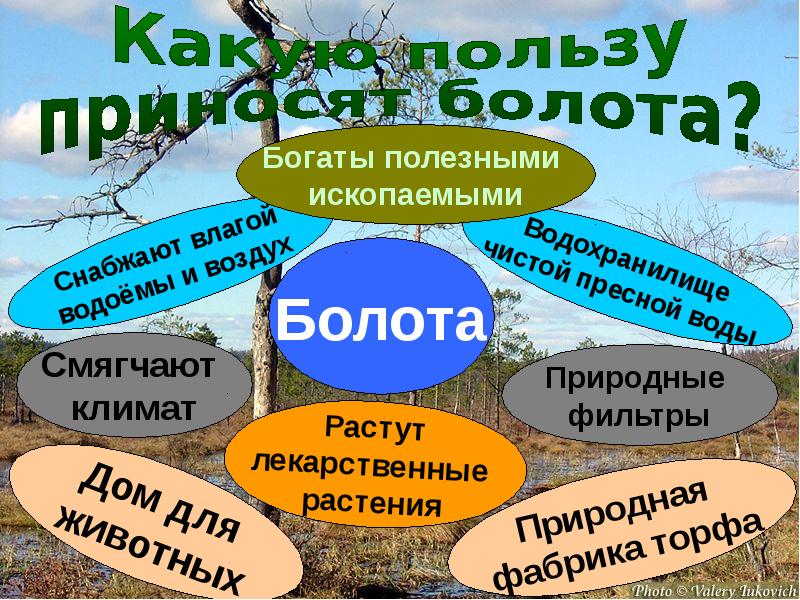 Топи смысл. Болото презентация. Надо ли охранять болота. Охрана сообщества болото. Болото 3 класс.