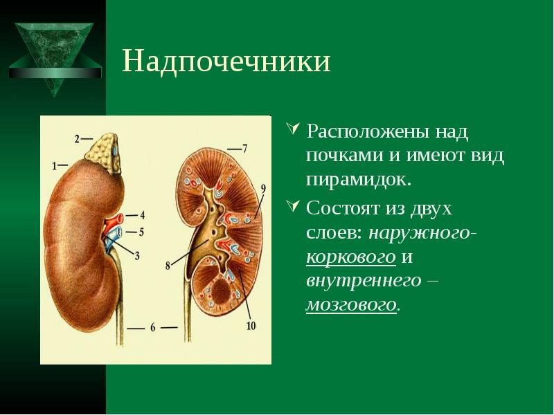 Где находятся над. Почки и надпочечники. Надпочечники расположены. Надпочечники расположение. Расположение надпочечников у человека.